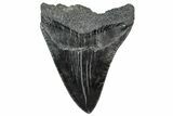 Serrated, Fossil Megalodon Tooth - South Carolina #306297-1